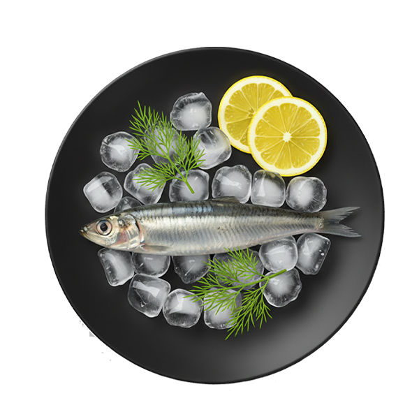 Silver Anchovy
